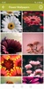Flowers Wallpapers screenshot 2