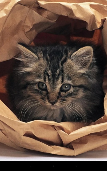 Q Kitten - Preview 1