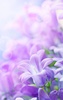 Lilac Flowers Live Wallpaper screenshot 6