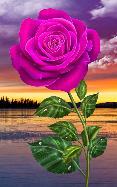 Rose - Preview 3