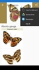 Butterflies: Encyclopedia screenshot 12