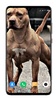 Pitbull Dog Wallpaper HD screenshot 2