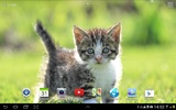 Katzen Live Wallpaper screenshot 4
