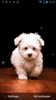 Puppy Live Wallpaper screenshot 5