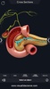 Digestive System Anatomy screenshot 10