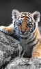 Тигры Звуки живые обои screenshot 2