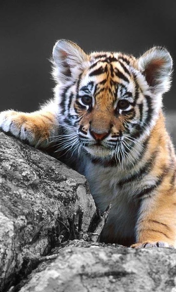 Tigers Sounds live wallpaper - Preview 2