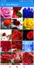 Rose Wallpaper: HD images, Free Pics download screenshot 8