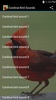 Cardinal Bird Sounds screenshot 2