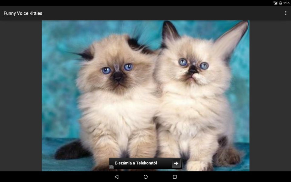 Funny Voice Kitties - Preview 3