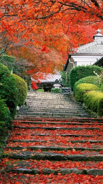 Garden Live Wallpaper - Preview 5