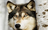 Wolves Live Wallpaper screenshot 1