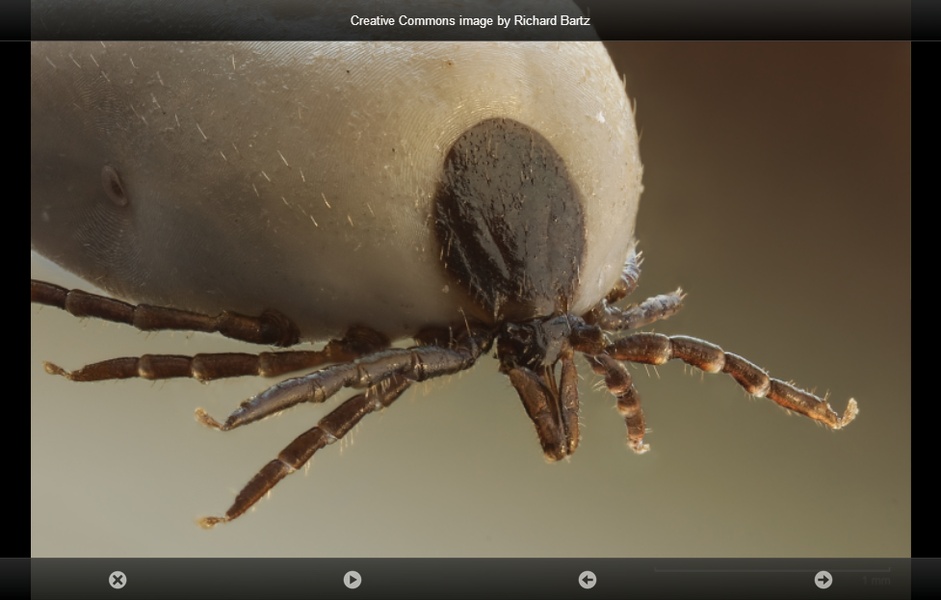 smart Microscope Lite - Preview 2