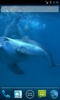 Amazing Dolphins HD screenshot 4