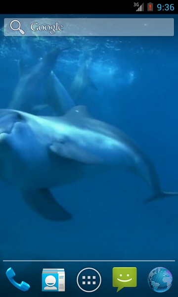 Amazing Dolphins HD - Preview 4