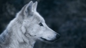 Wolf Sounds screenshot 1