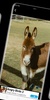 Donkey wallpaper screenshot 3