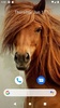 Horse Wallpaper HD screenshot 5