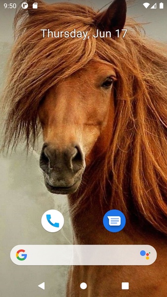 Horse Wallpaper HD - Preview 5