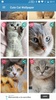 Cute Cat Wallpaper screenshot 1