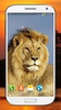 Lion sauvage Fond décran HD screenshot 4
