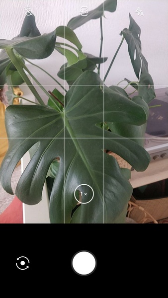 LeafSnap - Preview 1