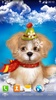 Cute Puppy Live Wallpaper screenshot 3