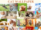 Cat Wallpaper screenshot 7