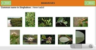Mangroves - Identification Kit screenshot 1