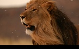 Lion screenshot 5