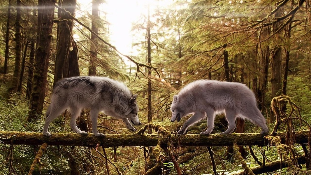 Wolves Live Wallpaper - Preview 1