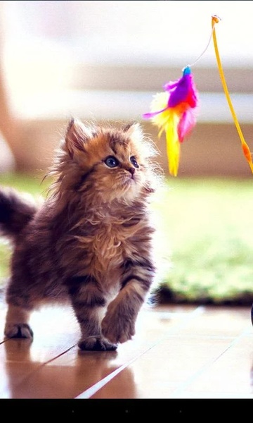 Q Kitten - Preview 3