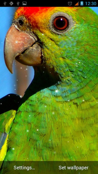 Parrot Live Wallpaper - Preview 4