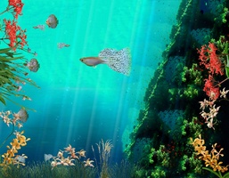 Coral Reef Aquarium 3d Animated Wallpaper Image Num 5