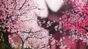 Sakura Live Wallpaper screenshot 1