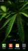 Marijuana Fond décran Animé screenshot 5