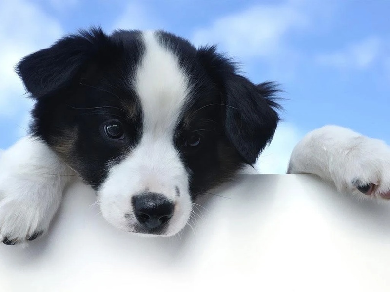 Cute Puppy Dog HD - Preview 1