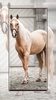 Horse Wallpapers screenshot 16