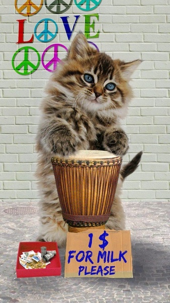Funny Cats - Preview 6
