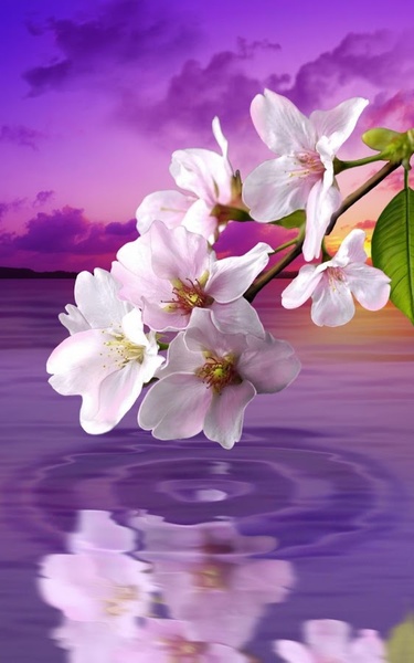 Water Drop. Flowers and Leaves. - Preview 6