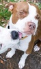 Pit Bulls Dogs Jigsaw Puzzle screenshot 3