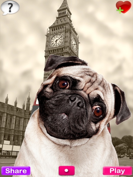 Talking Pug - Preview 2
