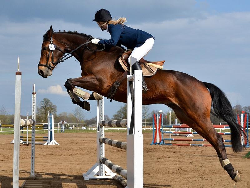 EquestrianNobleSports - Preview 1
