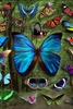 Butterfly Wallpaper screenshot 10