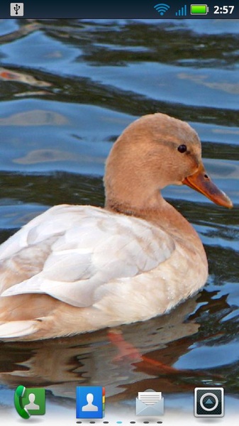 Adorable Ducks Live Wallpaper - Preview 1