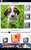 Dog Puzzles screenshot 3