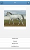 Breeds of horses - quiz screenshot 11