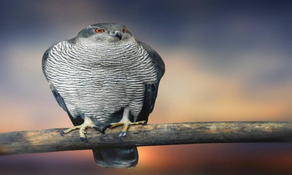 Animal pictures more than 400 pictures 4k - Preview 4