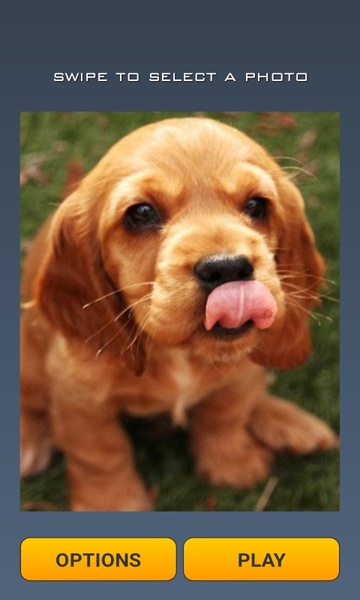 Cute Dogs Puzzle - Preview 2