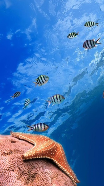 Ocean Fish Live Wallpaper - Preview 8